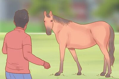 How to Meet a Horse for the First Time