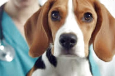 Woman Takes AI's Euthanasia Advice For Dog. Internet Calls It A Real-Life Black Mirror