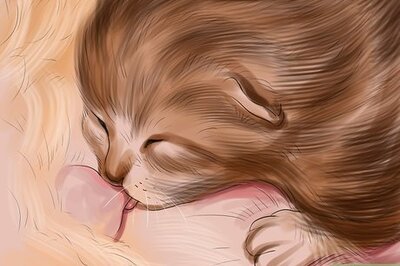 How to Introduce Solid Food to Kittens