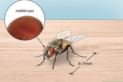 How to Identify Common Flying Insects (and Get Rid of Flies, Mosquitoes, and More)