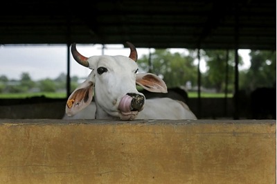 Does a Muslim Man Slaughtering Cow in Presence of Hindus Amount to Offence, Asks Delhi Varsity Law Paper; Inquiry Ordered
