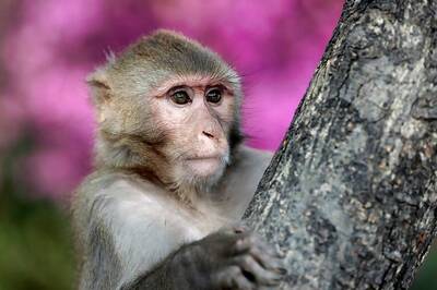 Body of 16-day-old Baby Snatched Away by Monkey Found Floating in Well