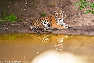 51 tiger deaths reported in 2013: Jayanthi Natarajan