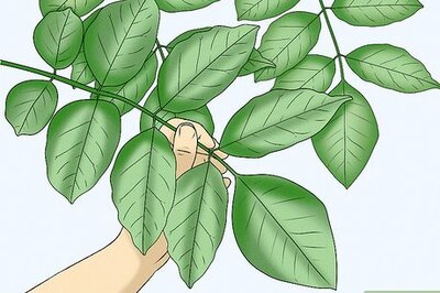 How to Identify an Ash Tree