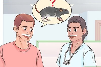 How to Care for a Dumbo Rat