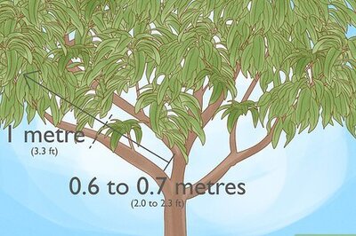 How to Prune a Mango Tree