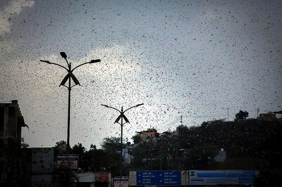 Locusts Arrive in Gujarat's Banaskantha District Close to Border with Pakistan, Says Official