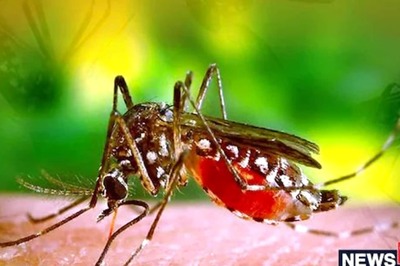 Dengue in Delhi: 4,469 Infection Cases Reported in 2022, 9 Fatalities