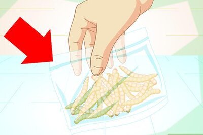 How to Feed Mealworms to a Bearded Dragon