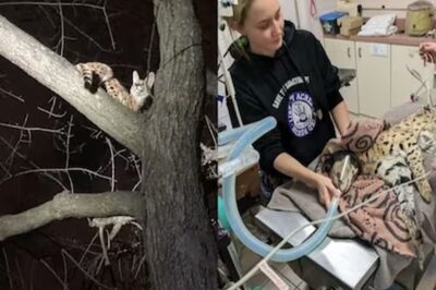 Opinion | First Came Cocaine Bear, Then Cocaine Cat and Now Cocaine Dogs