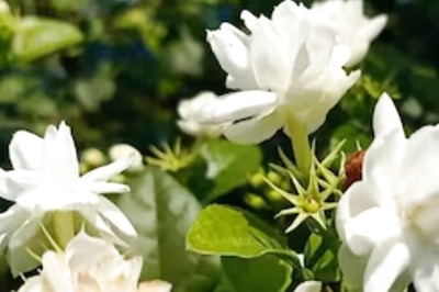 In West Bengal's Midnapore, High Temperatures And Low Rainfall Affect Marigold Supply And Prices