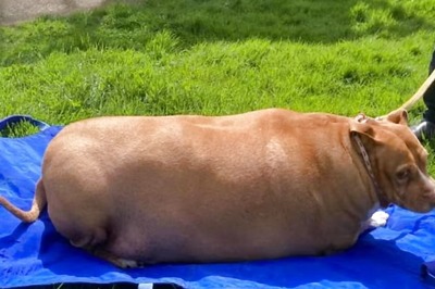 New Zealand Woman Jailed For Overfeeding Dog To Death; 'Nuggi' Was Fed 8-10 Pieces Of Chicken Daily