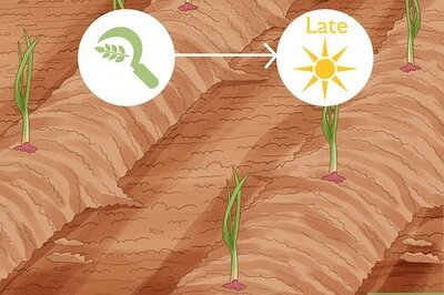 How to Harvest Onions