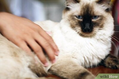 How to Help a Sick Cat