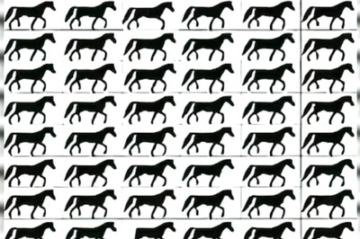 Optical Illusion: Spot 3-legged Horses Within 10 Seconds