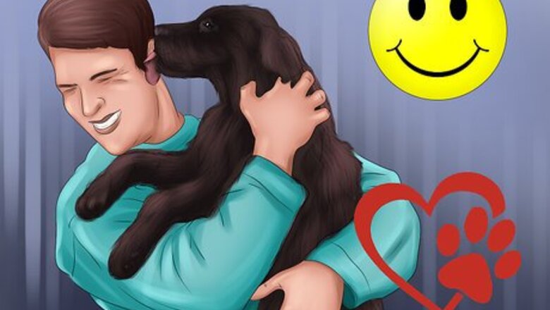 How to Buy a Chocolate Labrador