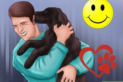 How to Buy a Chocolate Labrador