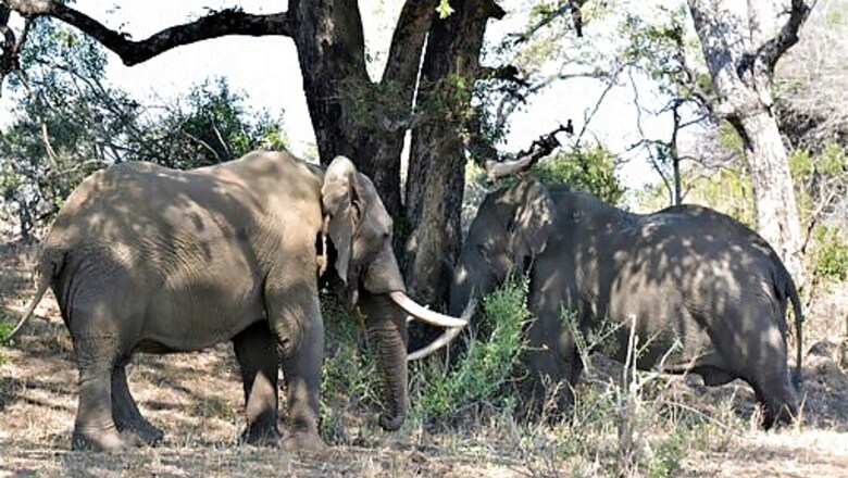When Will Tourists Return To Africa? Continent Must Guess