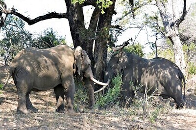 When Will Tourists Return To Africa? Continent Must Guess