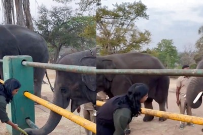 Video Of IAS Officer Treating The Elephant Whisperers' Calves Is Wholesome
