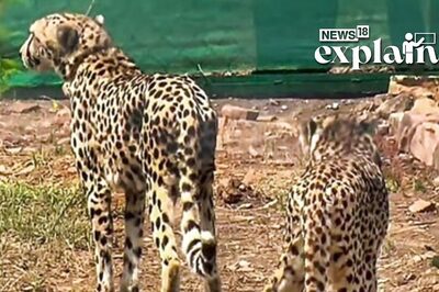 Third Cheetah Dies in Kuno National Park: Why Did this Happen? Explained
