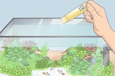 How to Test pH in a Fish Tank