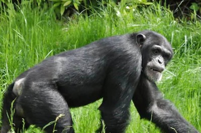 Chimpanzees Identify And Eat Plants That Have Healing Properties When Sick, Say Scientists