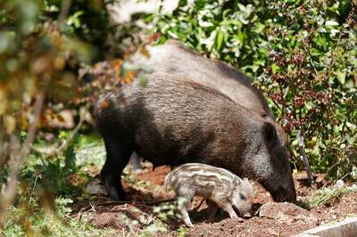 Will Boar, Her Babies May Get Culled For Stole German Nudist's Laptop