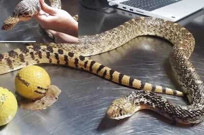 Bullsnake Eats Golf Balls Mistaking Them For Eggs