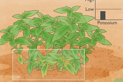 Why Do Gardens Need Potash? Everything You Need to Know