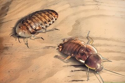 How to Breed Feeder Roaches