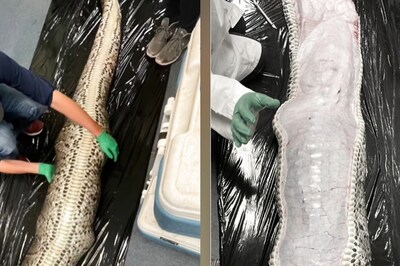 Watch: 18-foot Giant Python Swallows 5-Foot Alligator; Here's What Happened Next