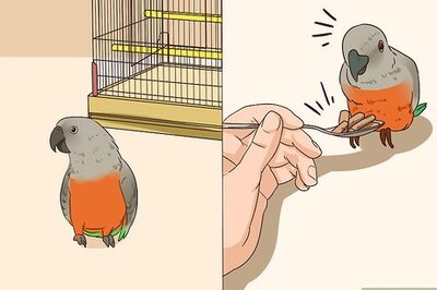 How to Handle a Scared Red Bellied Parrot