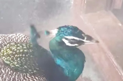In Tamil Nadu's Tiruppur, Peacock Enters Arulmigu Subramaniya Swamy Temple's Sanctum Sanctorum