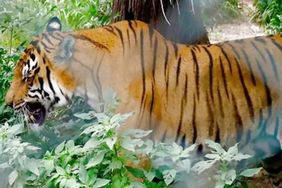 Big Cat 101: Royal Bengal Tigers Score A Century as Population Rises in Sundarbans
