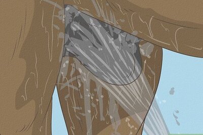 How to Clean the Sheath of a Horse