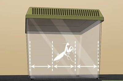 How to Make a Praying Mantis Habitat