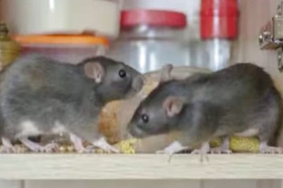 Tired Of Rodents? Alum May Be The Key To A Rat-free Home, Says Expert