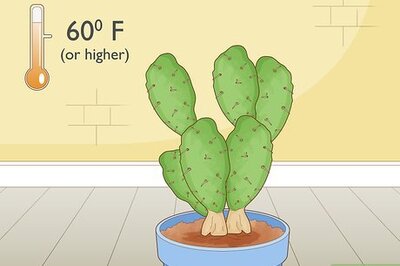 How to Root Cactus