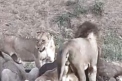 Watch: Buffalo's Close Shave With Lions