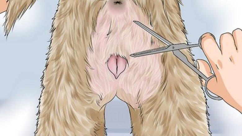 How to Whelp and Raise a Single Puppy