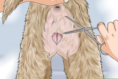 How to Whelp and Raise a Single Puppy