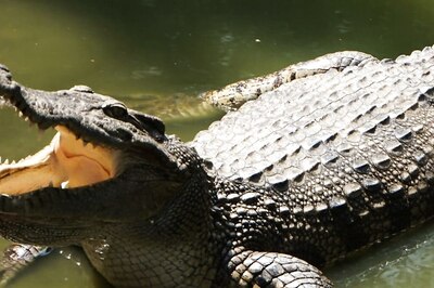Here’s How A Signature Campaign Helped In Reuniting 11-Foot Alligator With Its Owner