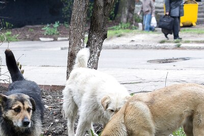 Keeping Stray Dogs Does Not Mean, You Will Affect Lives of People: SC