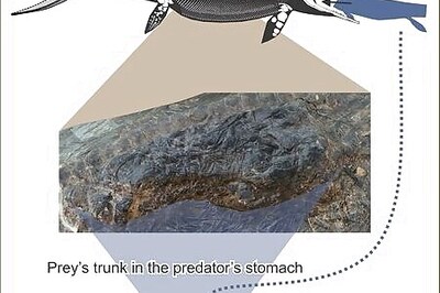 Monster swallows monster: Fossil reveals doubly fatal Triassic encounter